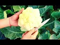 14 Vegetables & Herbs you Can Grow in Cold Weather