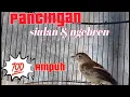 Lagu PANCINGAN FLAMBOYAN NYULING NGEBREN