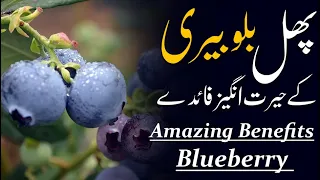                                                                                             بلوبیری دندنها