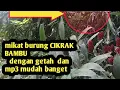 Download Lagu Memikat burung cikrak bambu dengan getah