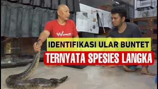 ular buntet yang panji temukan ternyata hewan langka