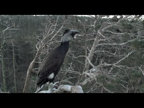 ACID FOREST (RŪGŠTUS MIŠKAS) Trailer