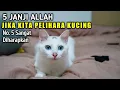 Download Lagu 5 Janji Allah Bagi Yang Suka Memelihara Kucing | No. 5 Paling Diharapkan