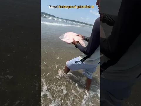 Endangered guitarfish rescued and released safely 🥹