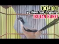 Download Lagu cendet gacor toet toet MATERI MEWAH sekali putar bikin cendet langsung nyaut IKUT BUNYI toet toet