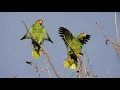 Red-crowned Parrots calling and displaying at Irvine Regional Park - 15 March 2021
