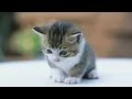 Download Lagu nada dering suara anak kucing