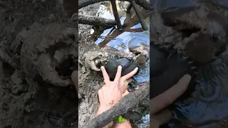 GIANT MUDCRAB Barehanded Catch