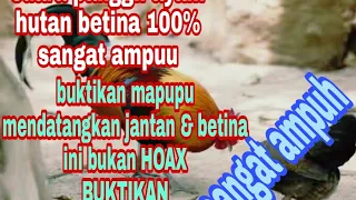 suara ayam hutan betina MP3 terbukti sngat ampu