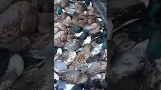 ما اجمل الشرشير والخضار البلبول 