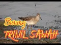 Download Lagu Suara panggil burung TRINIL sawah dan rawah