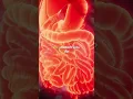 Phentermine vs GLP-1