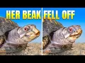 Download Lagu Turtle Who Lived on a Kitchen Floor for 50 Years Lost Her Beak! Rockalina’s Shocking Recovery Twist