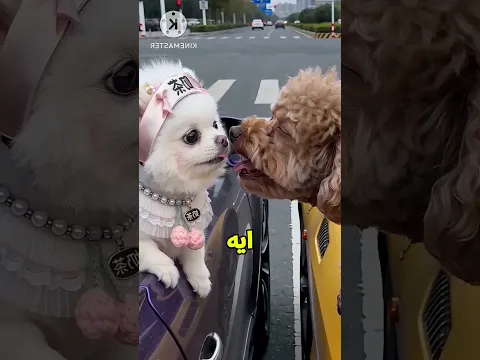 😂 عاكس الكلبة قدام صاحبها.. شوف اللي حصل!