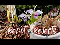 Download Lagu Verpotten van Cattleya met knoppen in de schede en orchideeën. De crisis rond de orchideeënschubb...