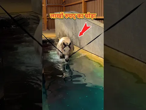 लाखों रुपए का घोड़ा पानी में 🤯 घोड़े को क्यों तैराया जाता है 🤯#shorts #shortsvideo