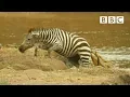 Download Shani the Zebra's incredible escape from ferocious crocodiles - BBC mp4 3gp mp3 videos - waplic
