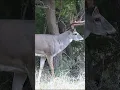 Download Lagu Heart Shot MONSTER Kansas Buck With A Bow!! #shorts