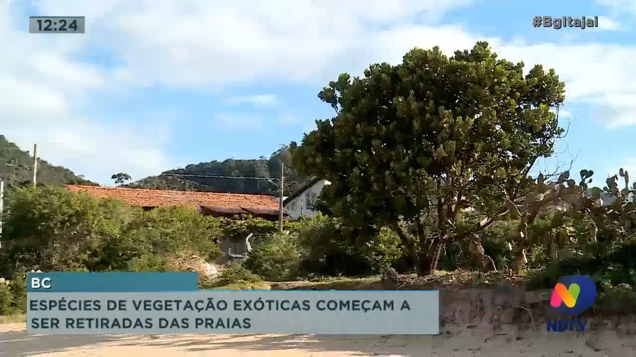 Espécies de vegetação exóticas começam a ser retiradas das praias de Balneário Camboriú