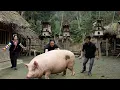Lagu Zon slaughters a pig for the Lunar New Year feast – Preparing to welcome the new year.