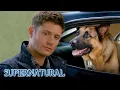 Download Lagu And Just Like That, Dean Can Talk to Dogs | Supernatural