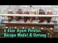 6 Ekor Ayam Petelur. Berapa Modal Dan Untung ? Ternak Lahan Sempit