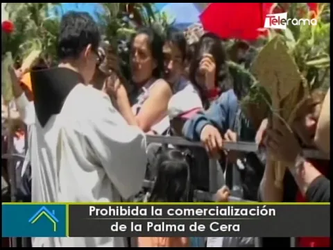 Prohibida la comercialización de la palma de cera