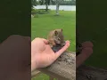 How To Get A Squirrel To Chill On Your Hand