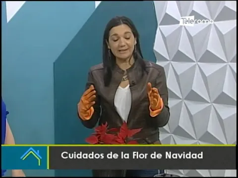 Cuidados de la Flor de Navidad