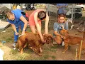 WAAL s Pets for Life Program