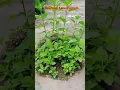 Download Lagu Tulsi, holy basil, ocimum sp. #medicinalplants #biology # #song