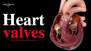 Valves, Chambers & Structure | Explore the Human Heart 🫀