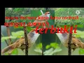 Download Lagu suara pikat burung kaso kaso ribut terbukti ampuh