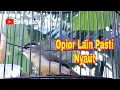 Download Lagu Prenjak Daun Lombok Gacor Dijamin Opior Jambul Lain Pasti Nyaut