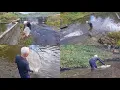 Download Lagu É MUITO CAMARÃO AQUI NESSE POÇO VOU ENCHER O BALDE DE CAMARÃO 🍤 🍤 🍤