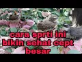 Cara merawat/ Meloloh Anakan BURUNG SIKATAN jawa/burung Kipasan @ObonKuy7