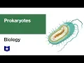 Prokaryotes Biology