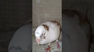 Holding Feather ماسك الريشه في منقاره Explore Pigeonhouse Pigeonlovers Pigeonlife Kabootar 