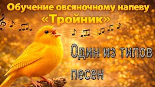 Аудио тройник канарейка Для Обучения овсяночного напева Один из типов песен