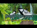 Download Lagu suara burung gelatik batu gacor cocok untuk masteran , gelatik gacor dan ngerol