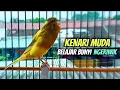 Suara Kenari Muda Belajar Bunyi Ngeriwik || Pancingan Kenari Paud Cepat Bunyi
