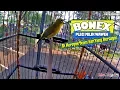 Download Lagu SUARA BURUNG : Aksi BONEX Di Keroyok Juri Yang Bertugas !! Pleci Gacor Dakun Jateng Miliknya Waweh