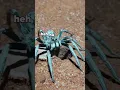 Download Lagu Spider Surprise