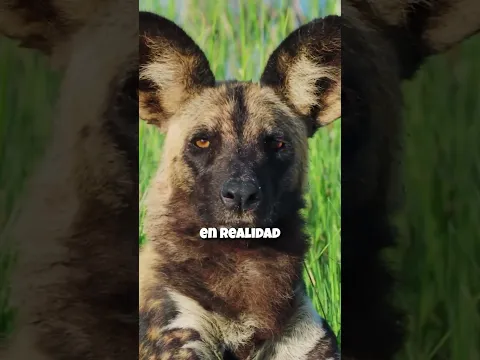 Animales que desaparecieron para siempre. #curiosidades #shorts