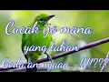 Lagu MP3 suara burung cucak ijo betina memanggil jantan