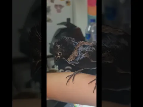 Edgar the Poe #shinycowbird #tordorenegrido