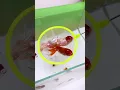 Download Lagu If the fish food is all over the tank, you can use a feeder#aquarium #fishfood #feeding #fish # #koi