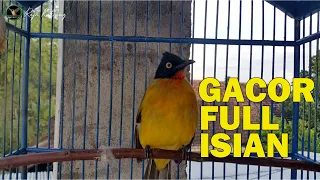 suara kutilang emas gacor nembak rapat cocok buat masteran kutilang emas bahan