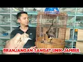 Download Lagu BRANJANGAN SANGAT UNIK JAMBUL KAYA GITU 