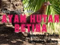 Download Lagu Suara pikat ayam hutan betina ( versi petok - petok) si Janda Pirang